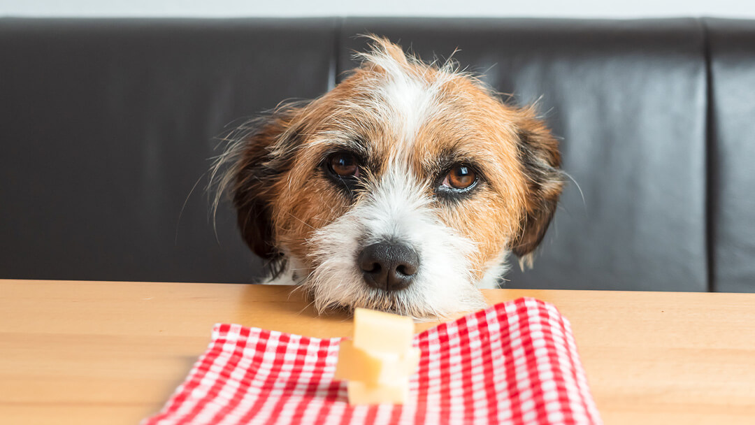 Can Dogs Eat Cheese Read Before You Feed Purina